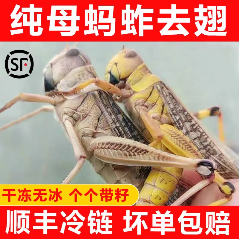 山东特产新鲜蚂蚱蝗虫蚱蜢纯母去翅带籽活体速冻东亚飞蝗顺丰蚕蛹