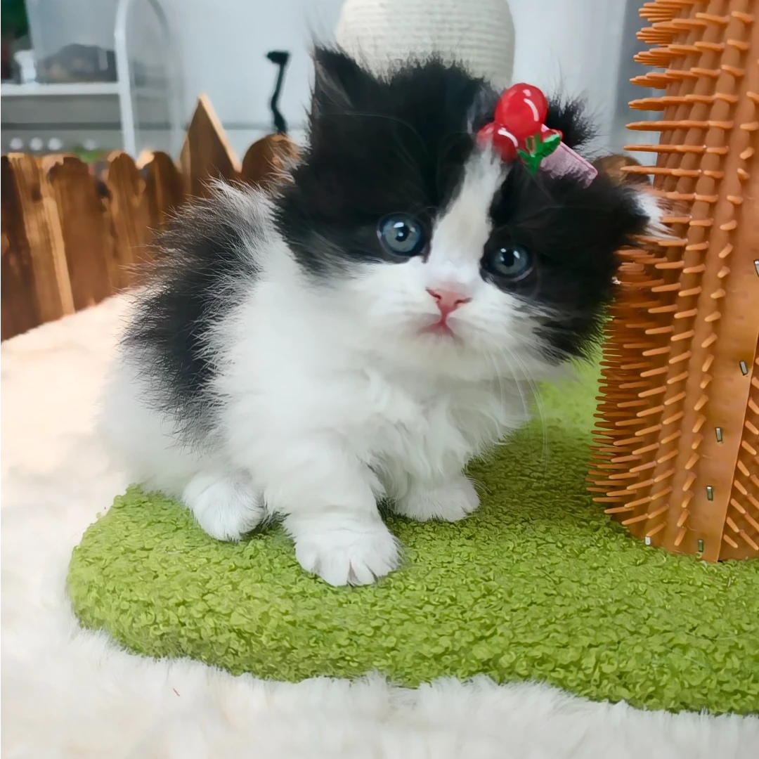 （俺家猫咪有点多）猫咪活体链接
