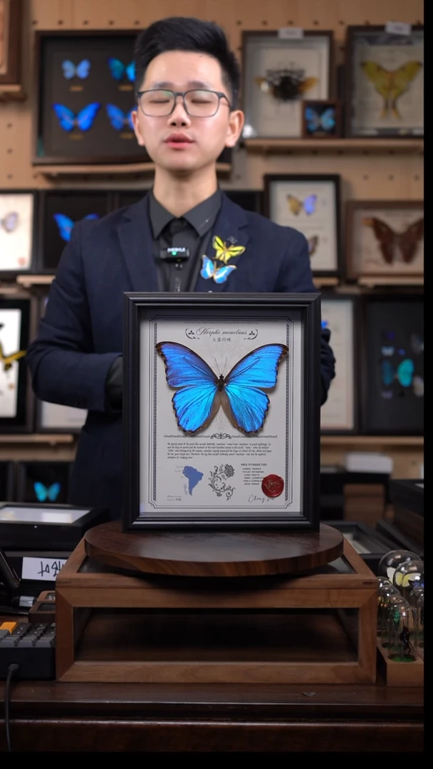 蝴蝶标本摆件竞拍大蓝闪蝶d61