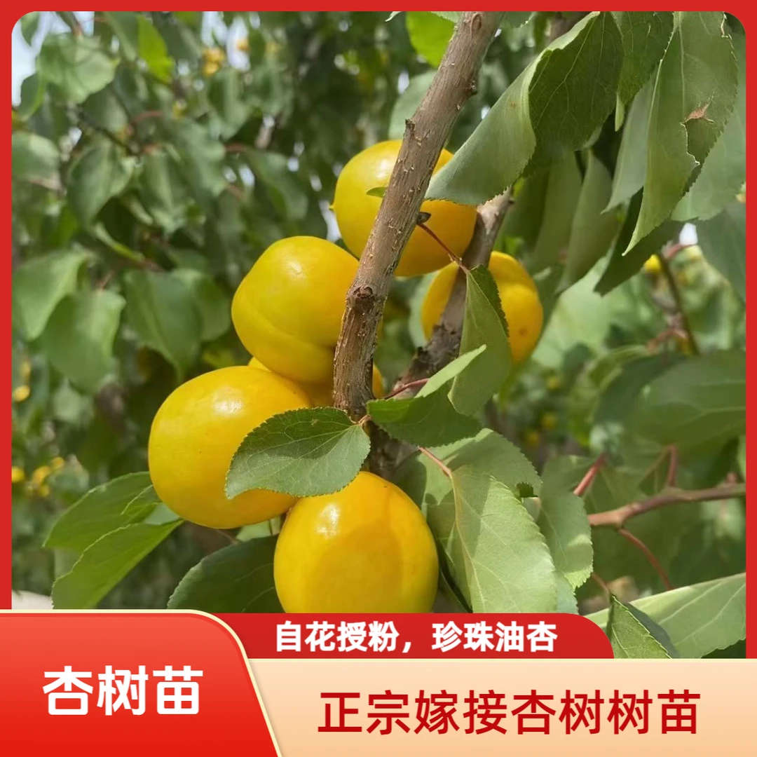 正宗嫁接杏树苗珍珠油杏吊干杏南北方均可种植自花授粉帝王杏耐寒