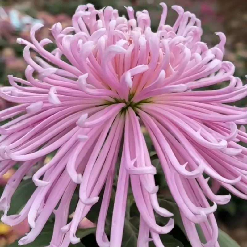 【灯下舞娘】传统大菊盆栽九月菊 室外庭院阳台新手多年生草本花卉