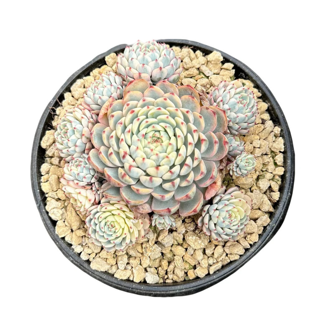 强子精品多肉 姬莲锦 多肉植物 精控精养 净化空气 美化环境