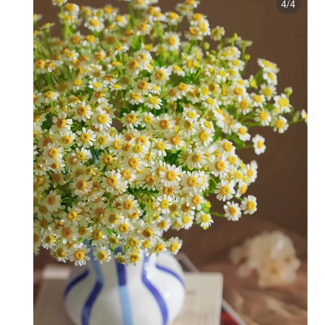 （洋甘菊鲜切花）鲜花云南昆明基地采摘发货插瓶养护