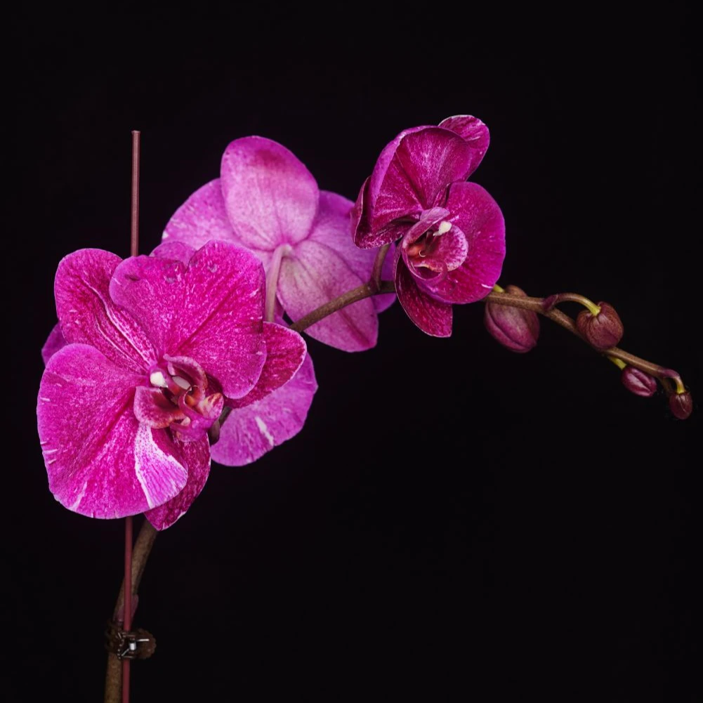 B悠花里【云沐花专属】山东 蝴蝶兰【斯帕克】3.0寸全花开花珠发货