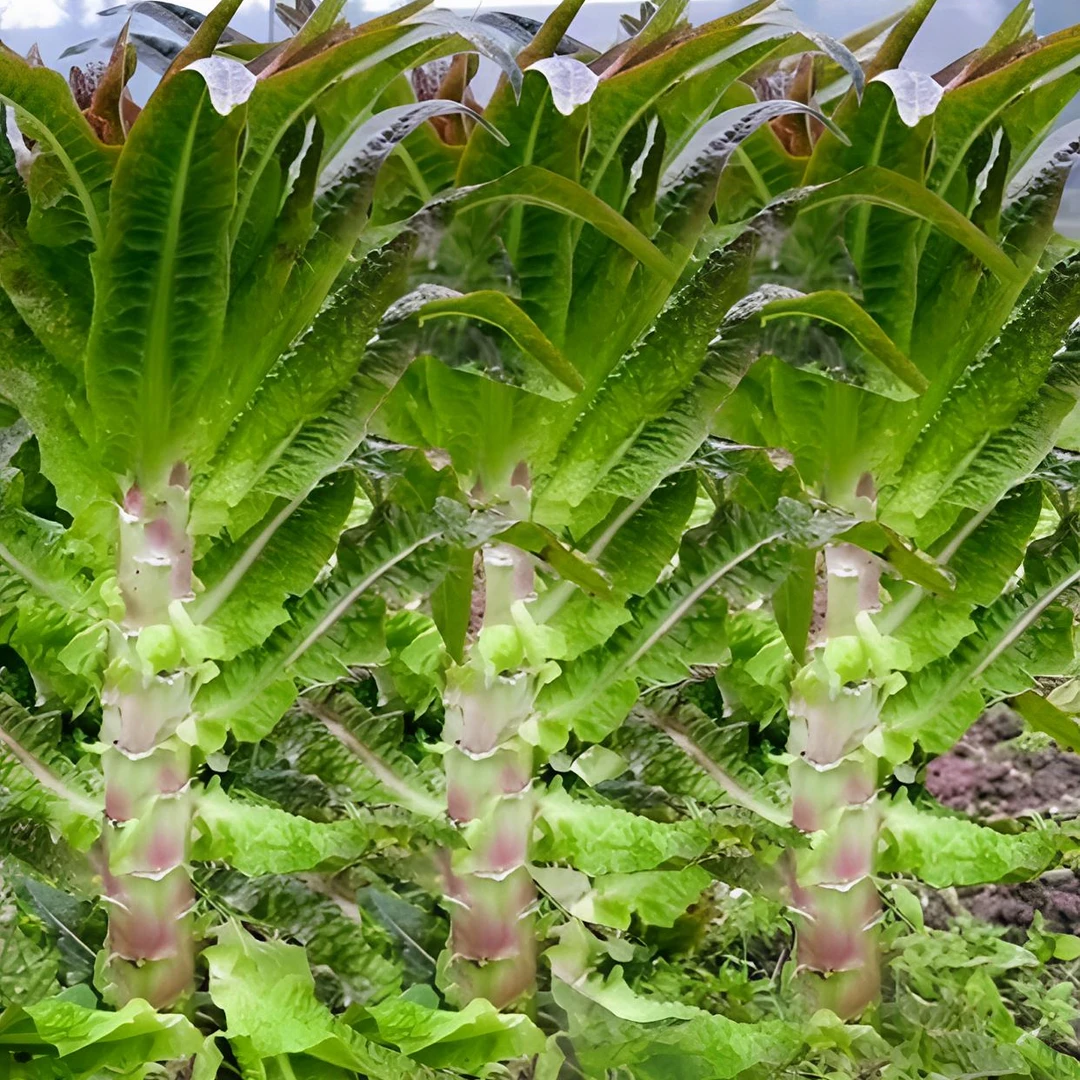 【挂丝红皮莴笋种子】易种庭院耐热耐寒香莴苣籽四季农家田园蔬菜