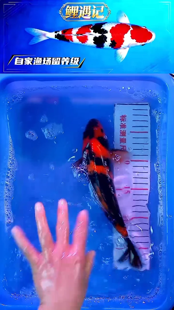 锦鲤12月23日锦鲤34