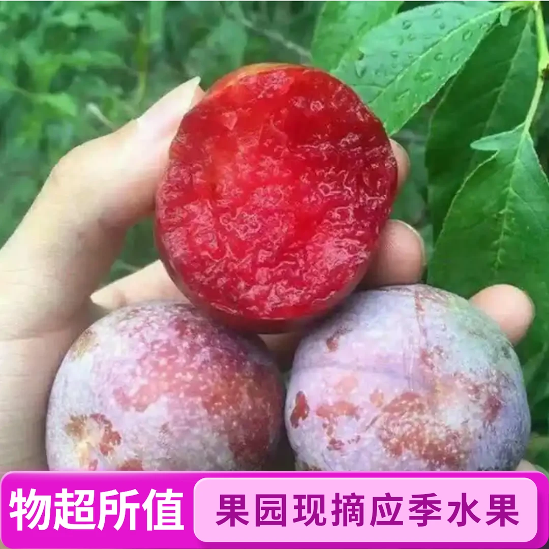 贵州高原特产果园现摘新鲜芙蓉李，红心李 贵妃李自然成熟应季水果