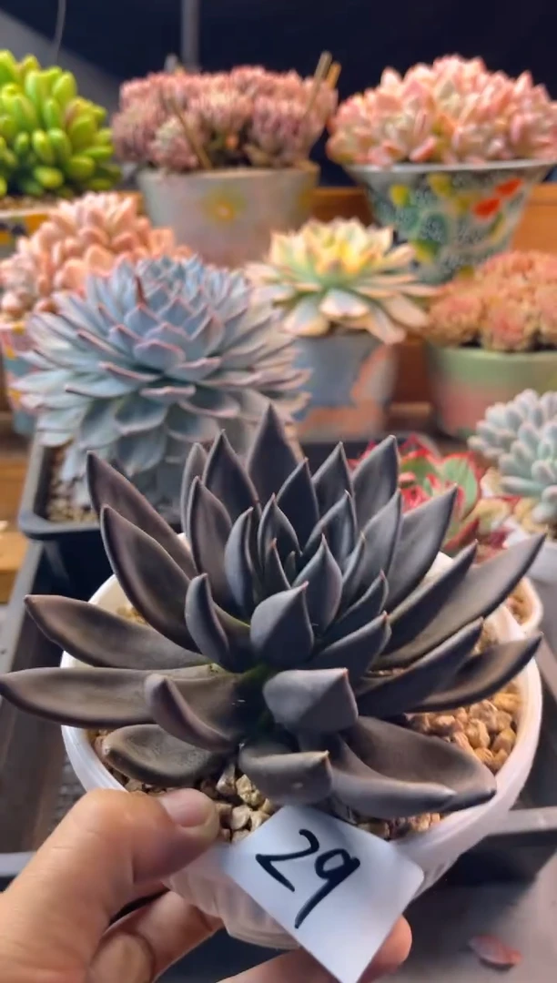 11.1-29黑王子111111111111