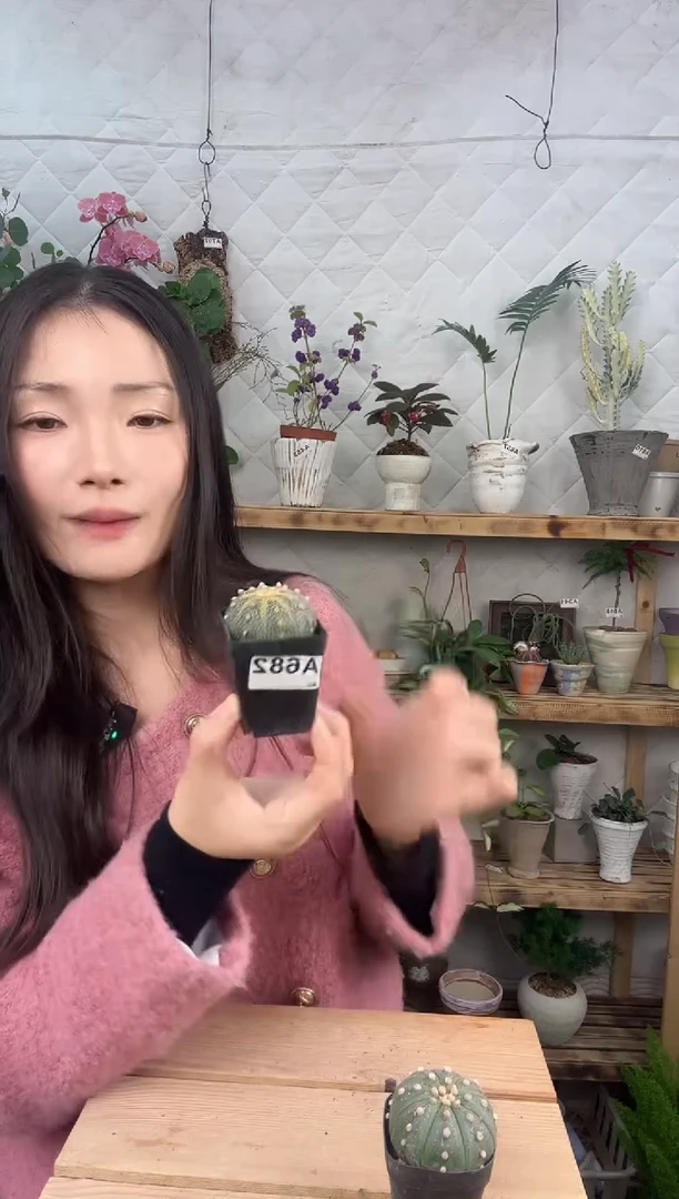 无花朵星兜育苗盆682