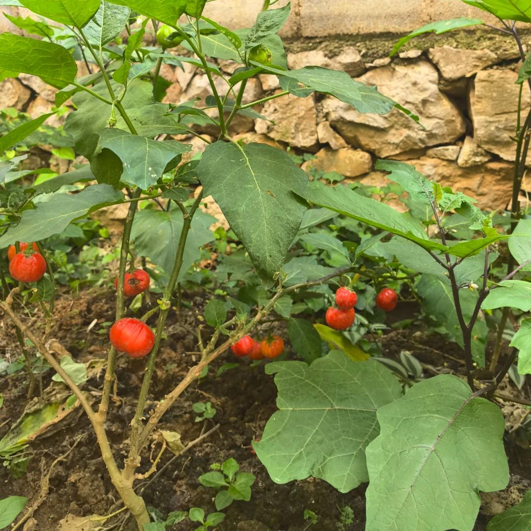 苦子果杯苗种球云南特色苦味茄子德宏特产特色蔬菜野菜四季可种