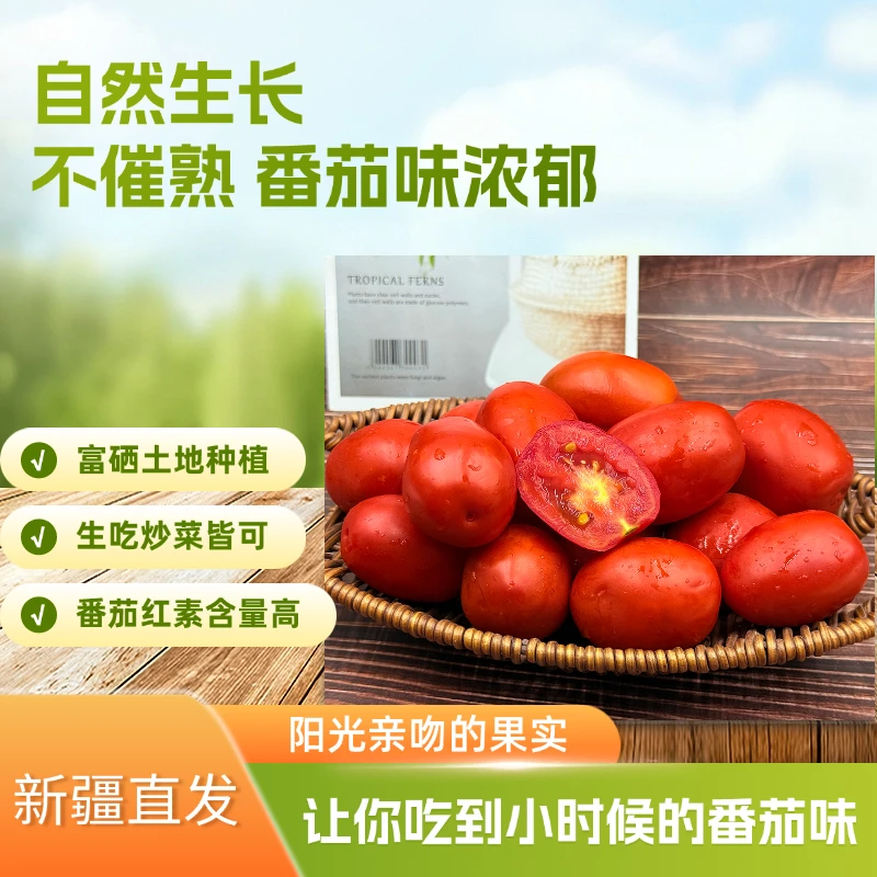 新疆小西红柿炒菜做酱自然生长不催熟无添加小番茄营养健康现摘