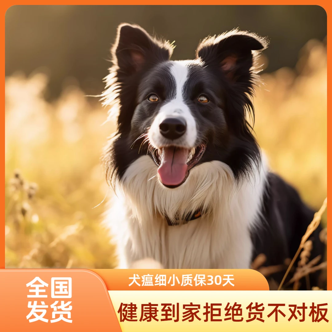 边境牧羊犬幼犬纯种