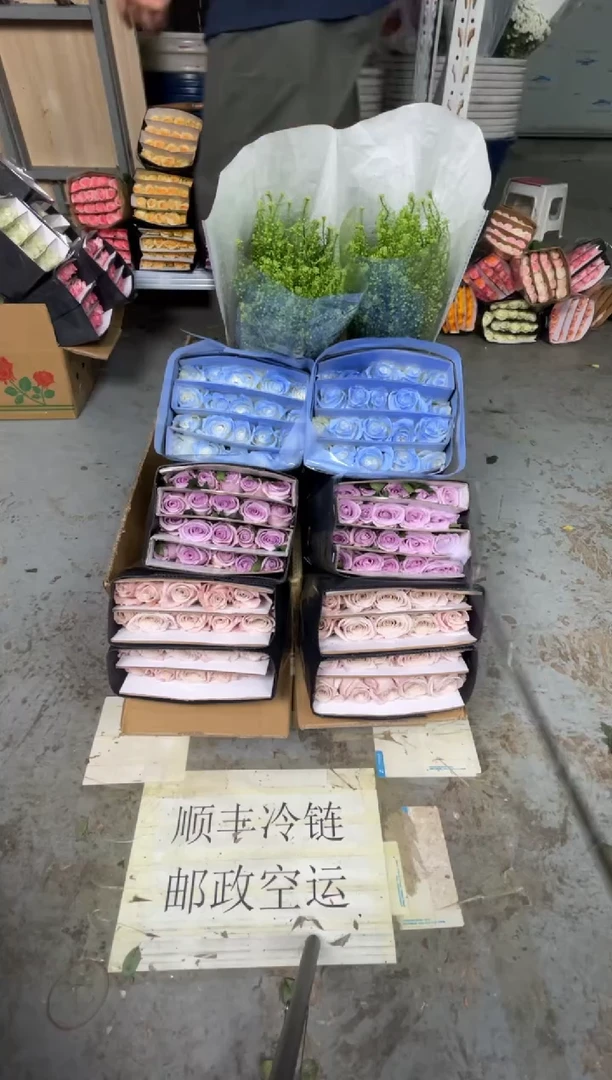 曼塔20枝+海洋之歌20枝+碎冰蓝20枝+绿林草