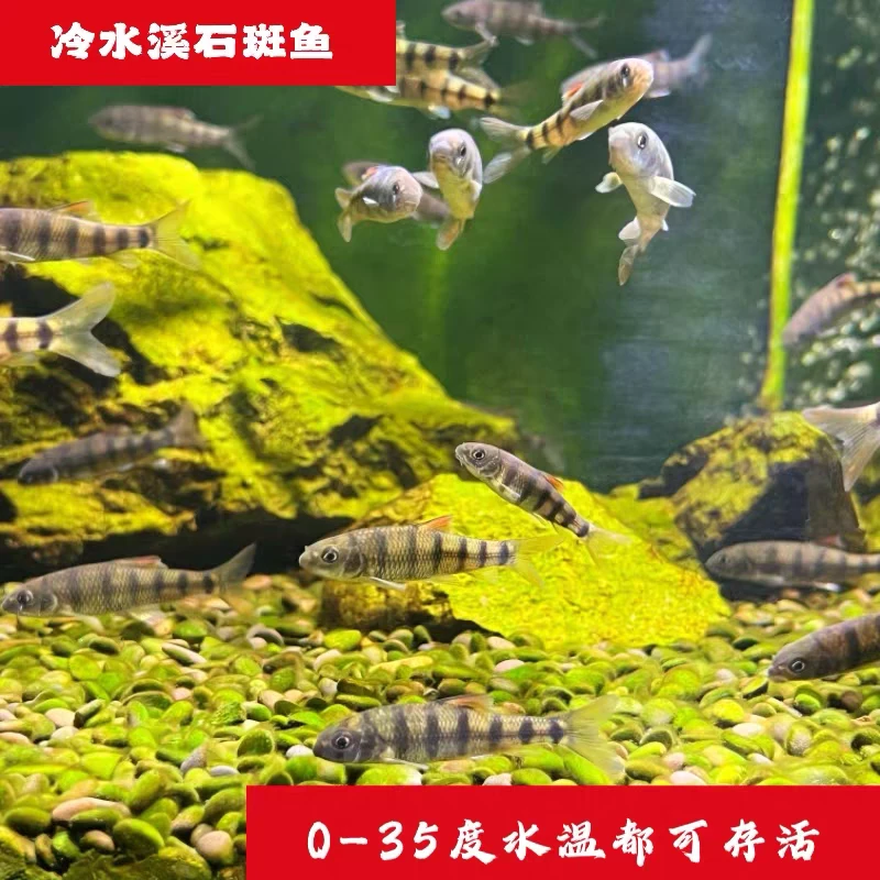 淡水溪石斑鱼 光唇鱼 原生鱼 冷水鱼 除藻溪流鱼条纹小金鱼皮实