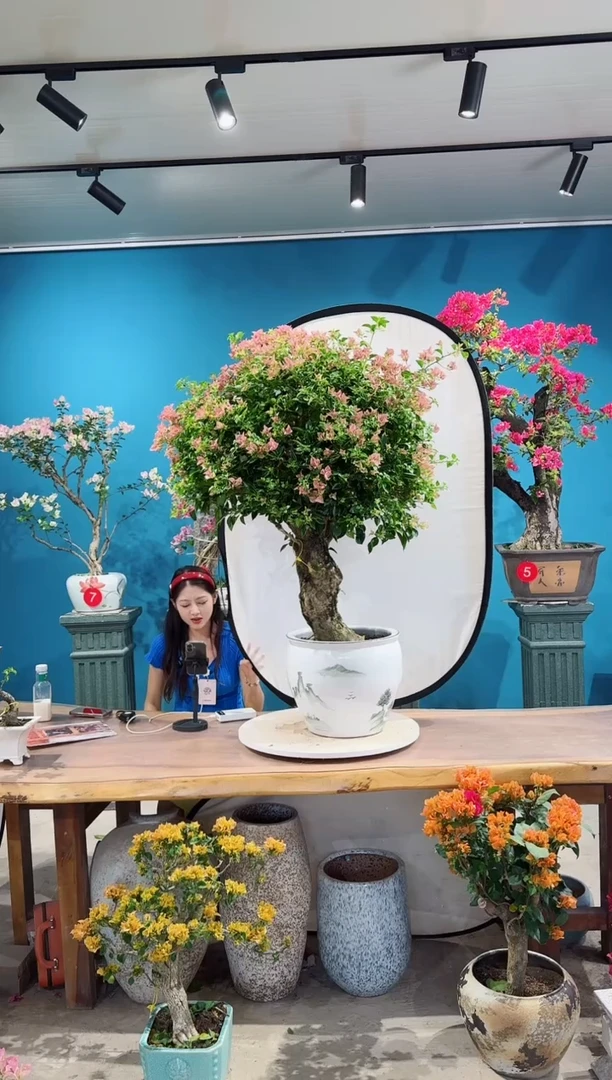 全部花朵卡亚塔三角梅