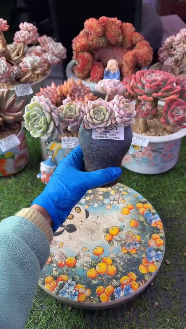 昆明印象多肉3430