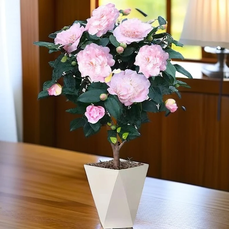 HY精品香妃山茶花盆栽带花苞花卉植物室内庭院阳台好养茶花树苗