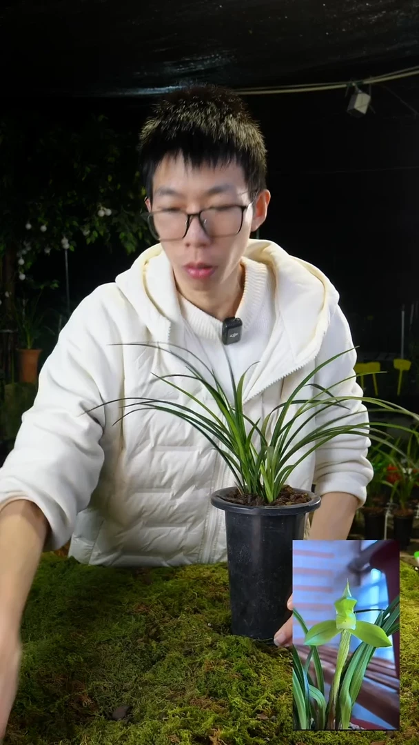 当前无花栽培后可以开花春兰-张荷素（5苗打底）带盆带土