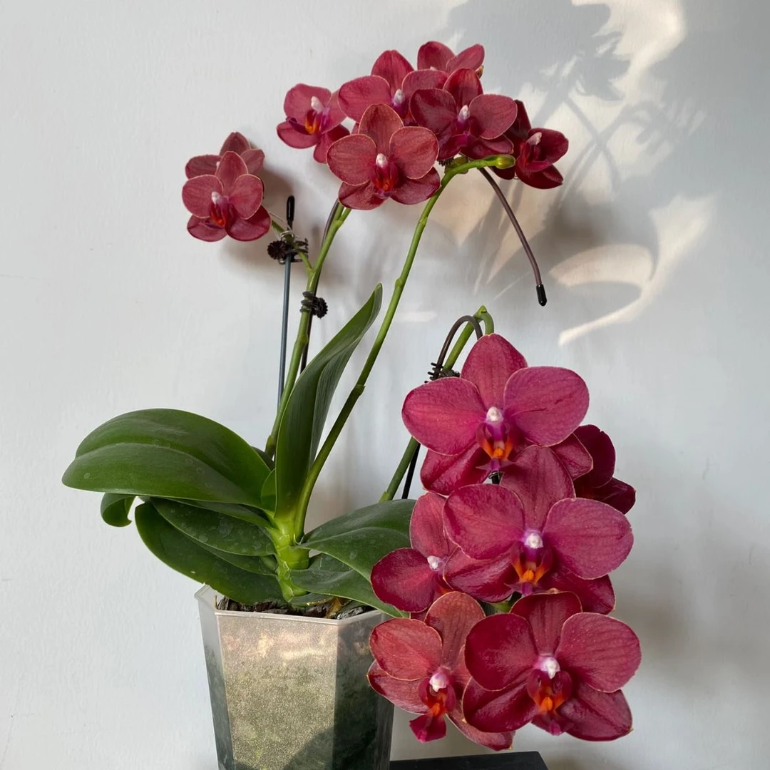 【美杜莎】不包叶损蝴蝶兰（3.0寸杯）老齐家基地直发蝴蝶兰盆栽