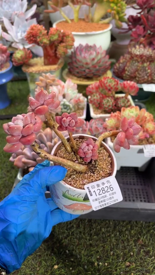 【闪购商品】12826