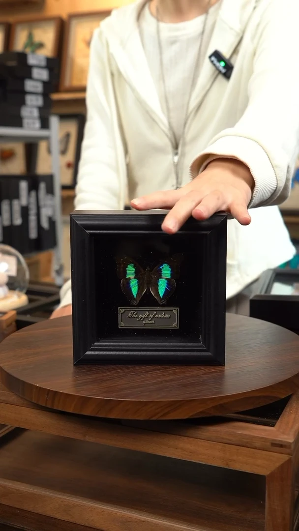 蓝带荣蛱蝶4寸黑色方框