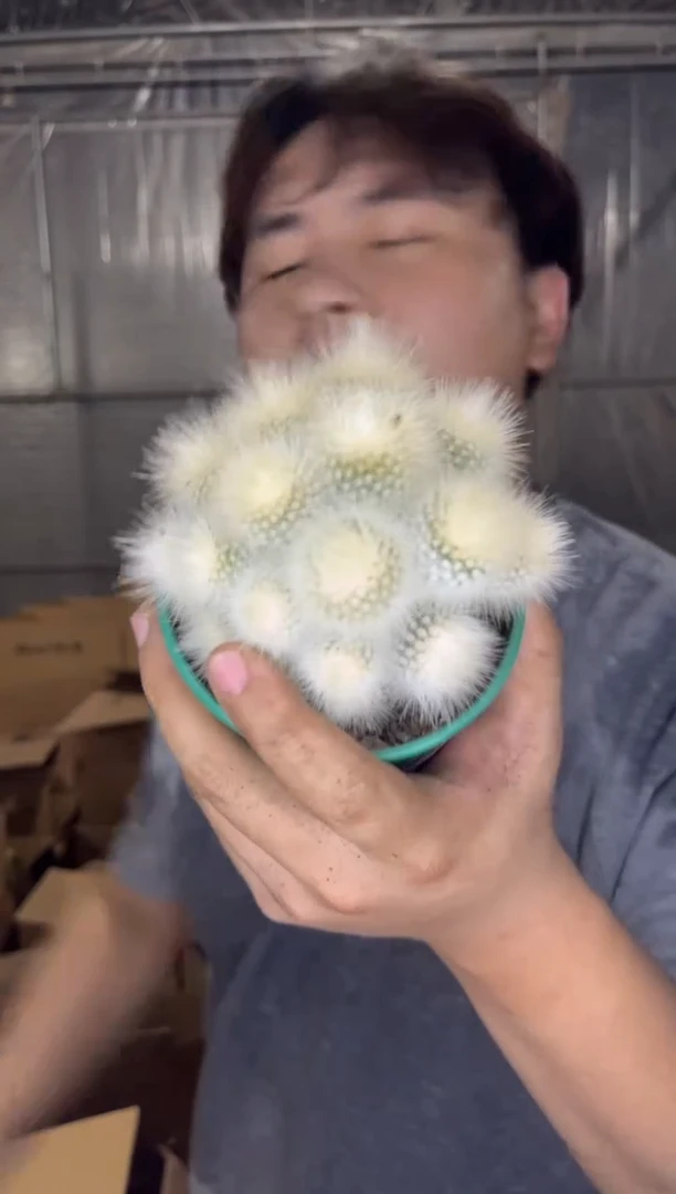 白小丁 群生【带根】9-12cm