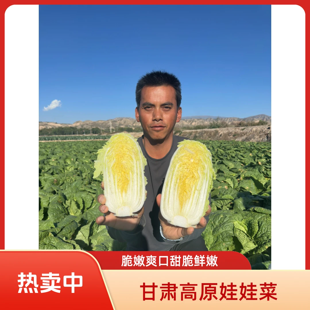 甘肃定西临洮精品高原黄心娃娃菜新鲜农家甜脆鲜嫩水嫩自种种植
