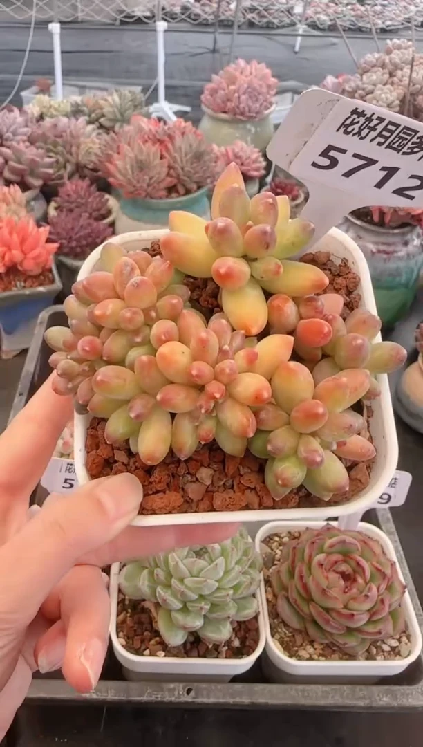 【闪购商品】5712千代田之松