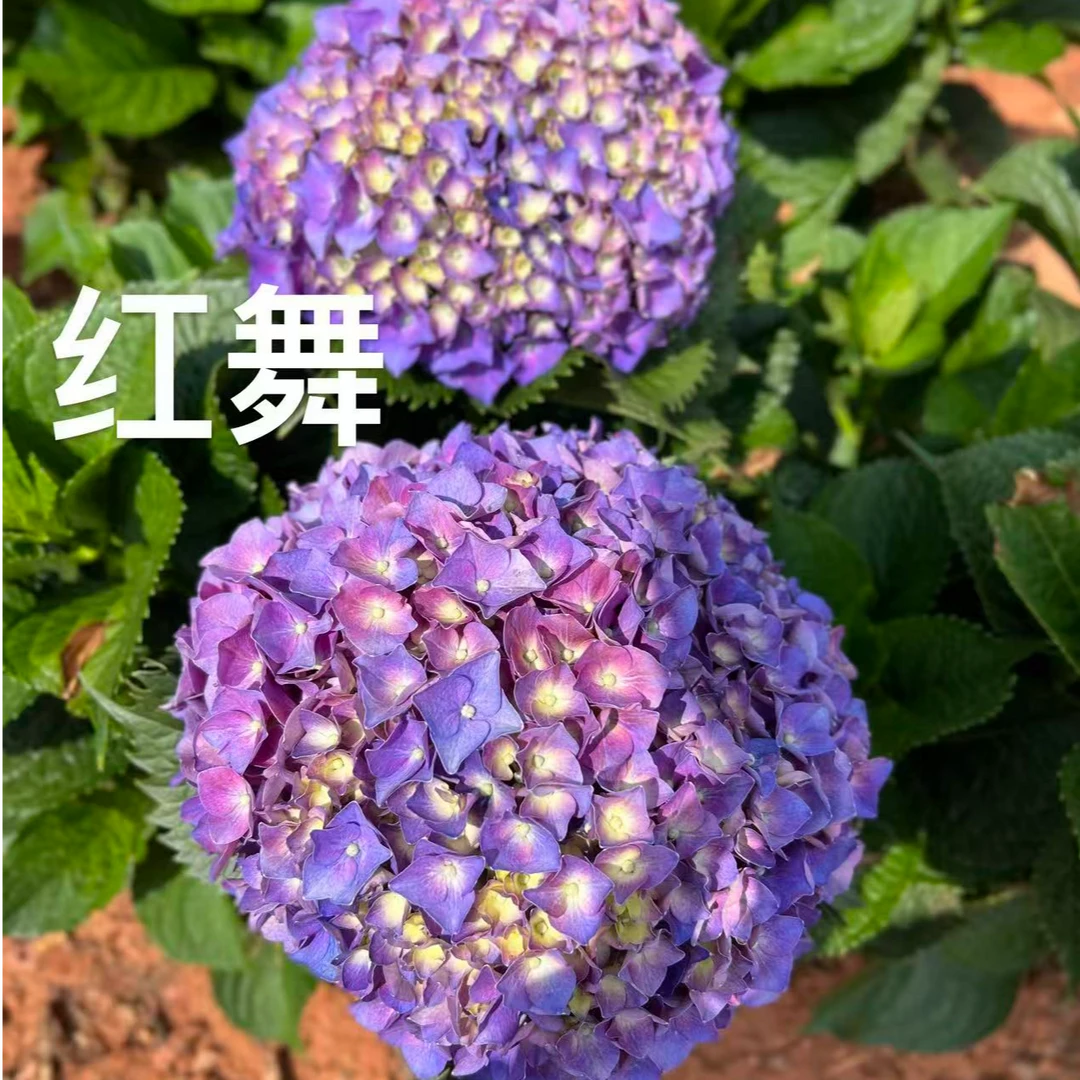 【红舞盆花】云南昆明宜良露天苗-明年开花-可地栽盆栽种植
