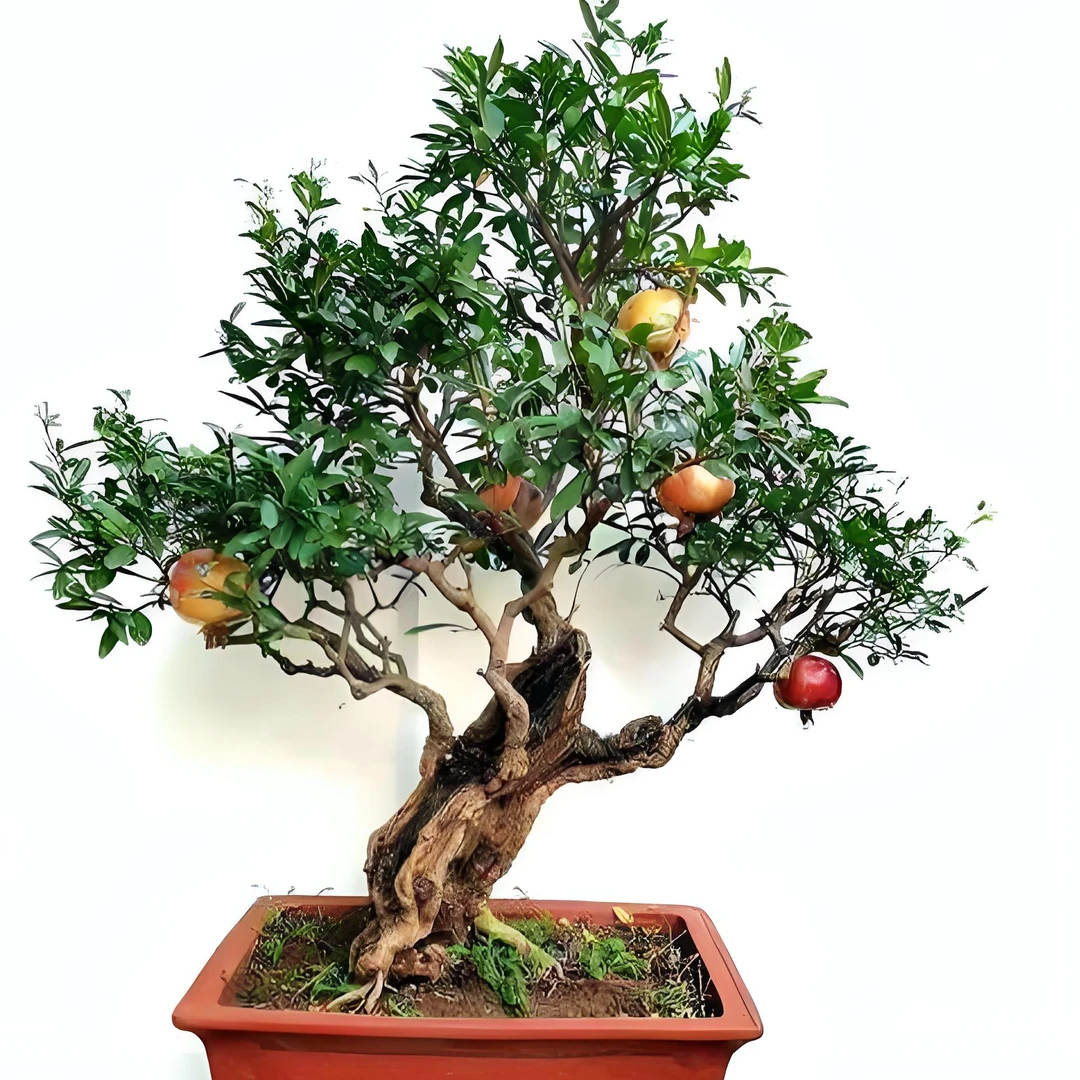 (超软籽慕乐)绿植盆栽庭院园艺佳品南北方种植