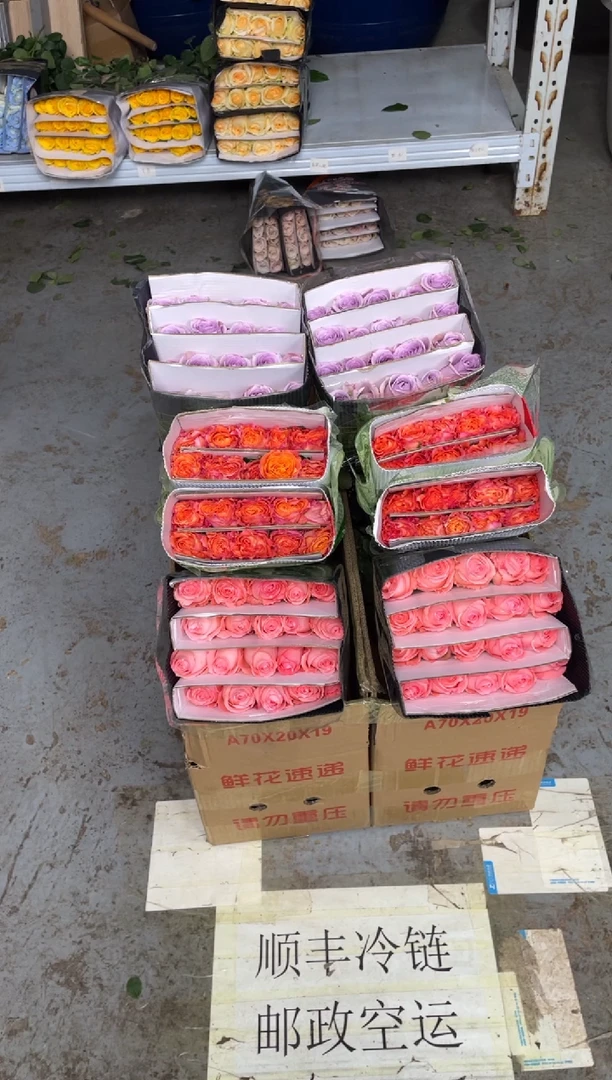 海洋之歌20枝+戴安娜20枝+火灵鸟20枝