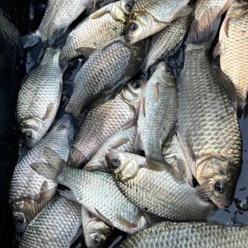 潮汕本地新鲜鲫鱼新鲜杀好真空包装肉质鲜美细腻广东省内冷链包邮