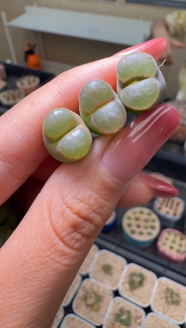 26-87多肉植物肉锥熊猫磁铁一颗