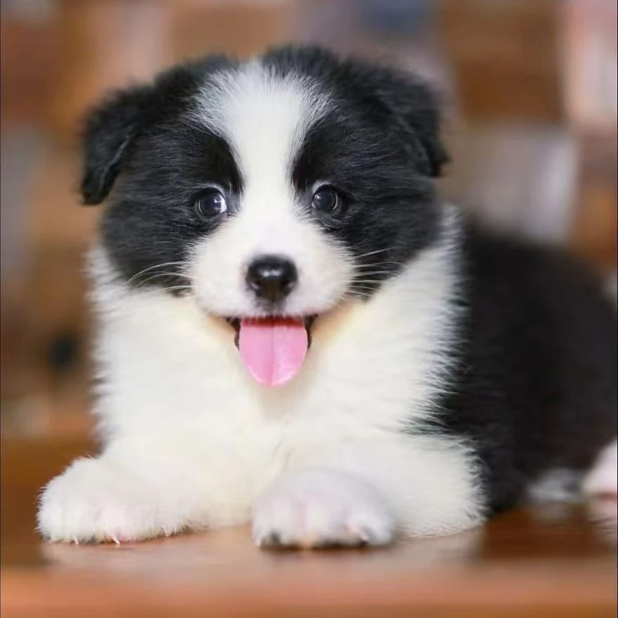 旺汪的宠物狗全款链接【直播间为准】