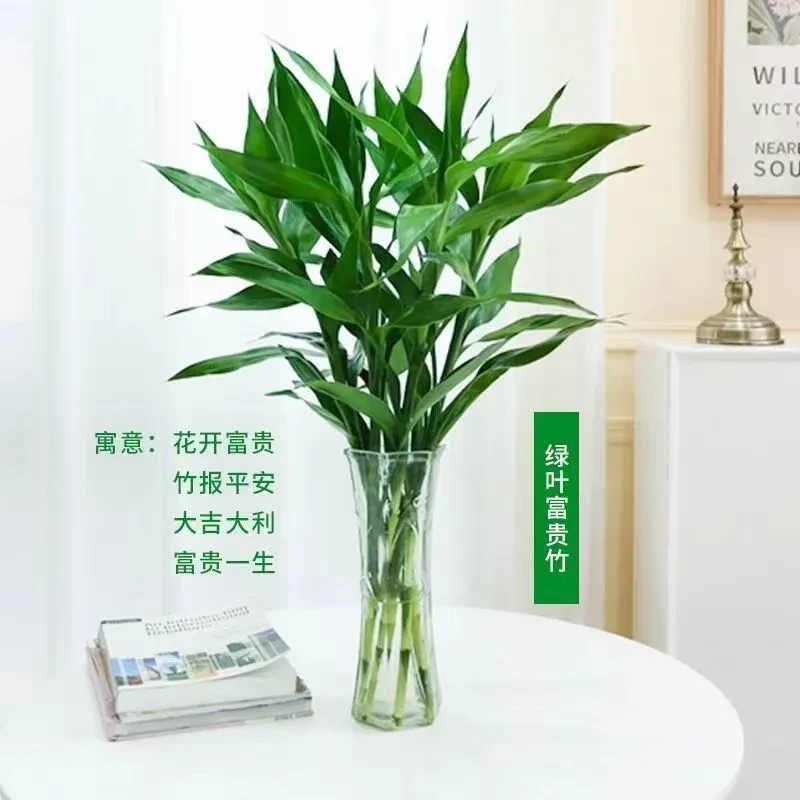 平安招财富贵竹水养土培植物客厅卧室吉祥转运节节高带根盆栽绿植