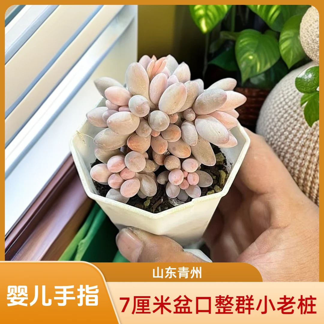 婴儿手指7厘米盆老桩多肉
