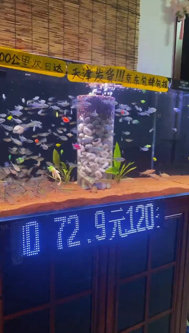灯科鱼一眉道人5条+1条到手6条（赠送不保损）