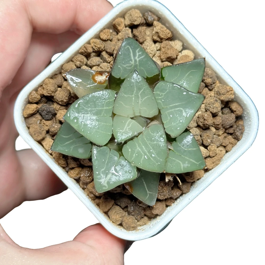 【雅典娜】十二卷新手好养多肉植物根系带土原盆栽培种植拍下