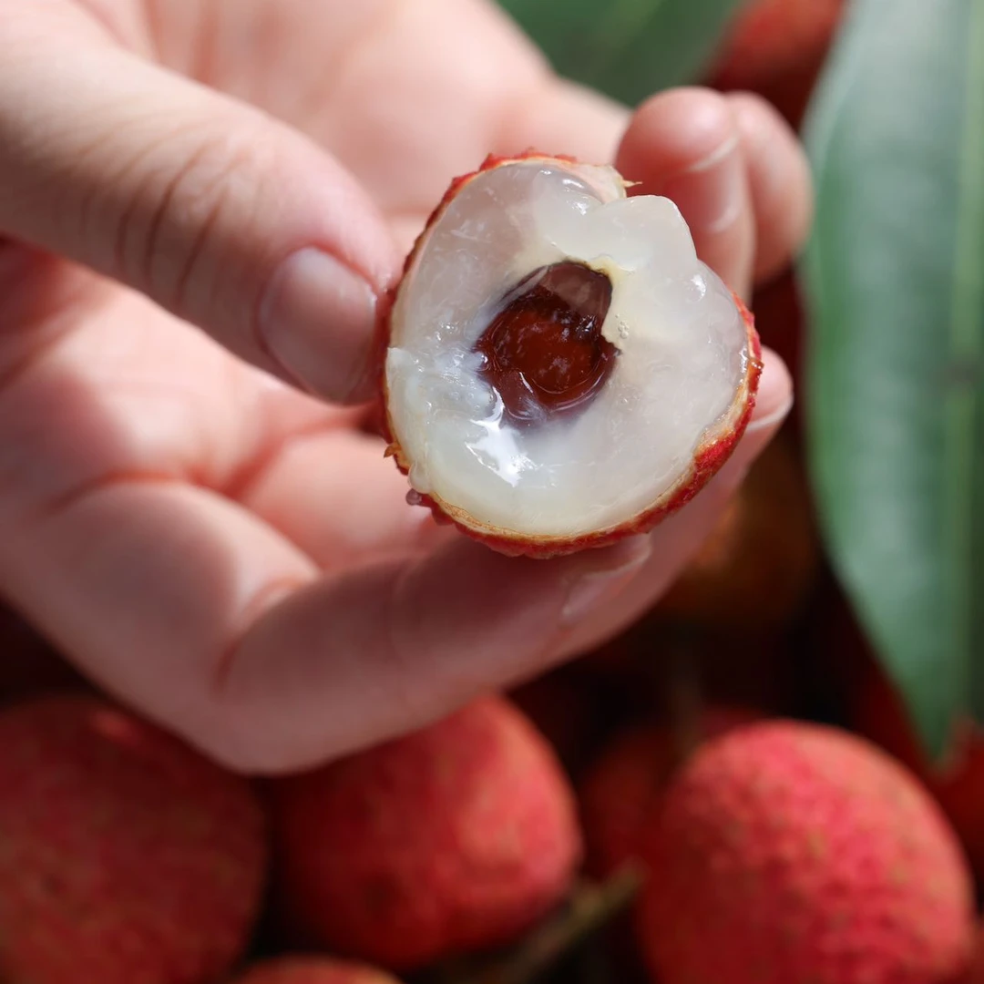 白糖罂荔枝 新鲜水果 当季应急水果 顺丰发货 XGY