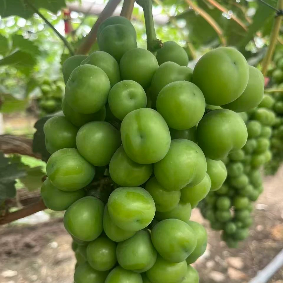 映棠阳光玫瑰 巨峰高架葡萄树 带土带叶盆栽地栽