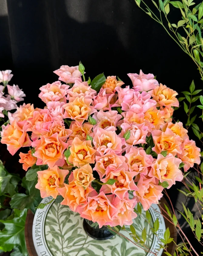 【楠桐】 西西里传说任拍满三单包顺空鲜切花家居花店插花%20不售后