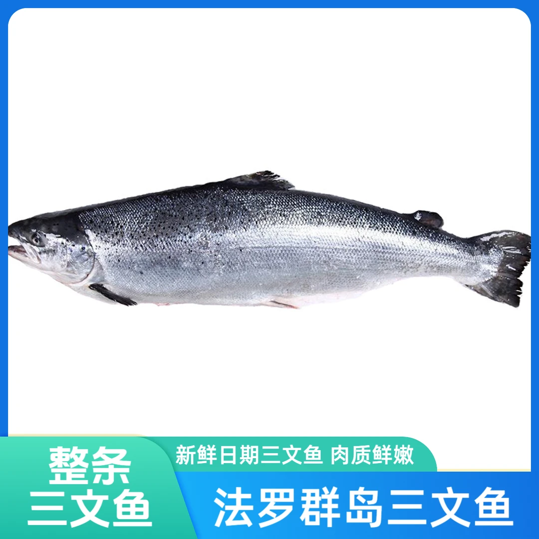 【法罗整条】法罗群岛冰鲜三文鱼 整条大西洋鲑鱼生鱼片 海鲜批发