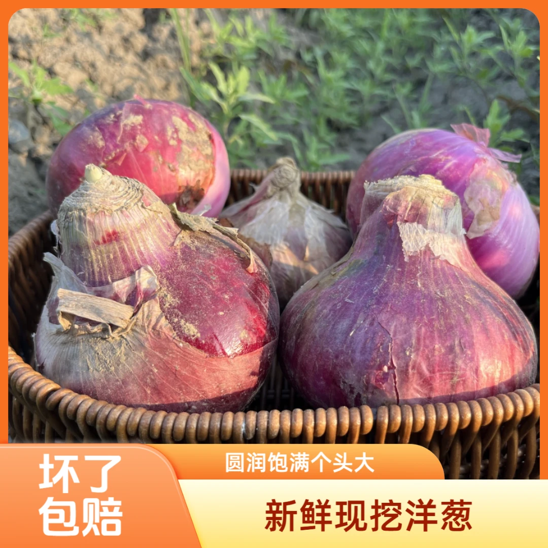 （农家自种）地里现挖现发本地新鲜洋葱生吃洋葱红皮甜洋葱