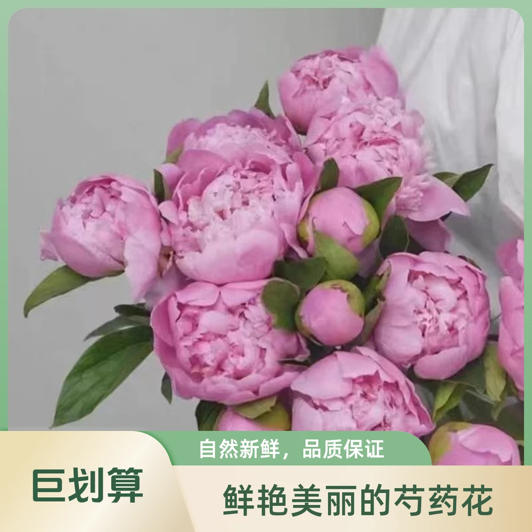 芍药鲜切花国产进口重瓣大花苞芍药牡丹山东菏泽基地直发牡丹花海