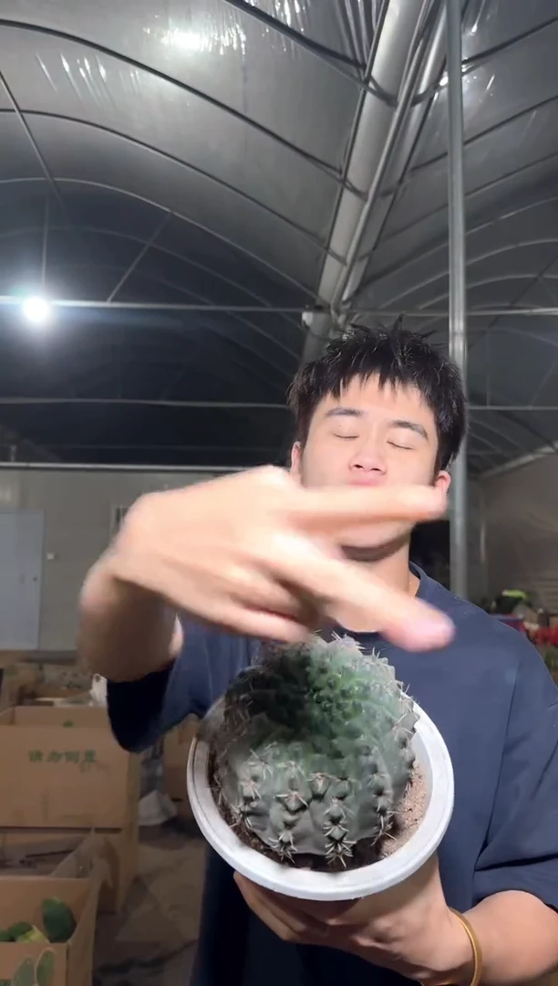 实生根 8-11cm 绯花玉