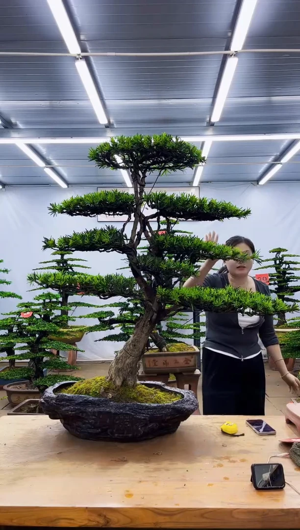 无花朵一物一拍，所见即所得