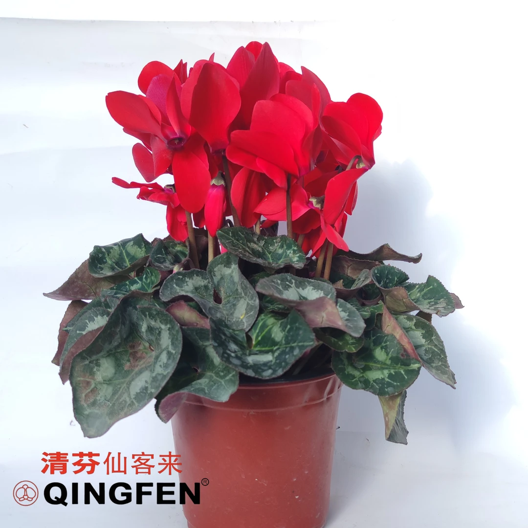 清芬仙客来 平瓣系列 盆栽阳台花卉