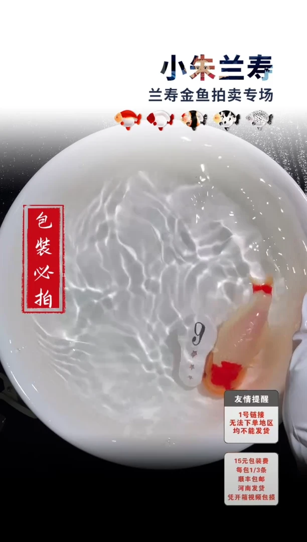 金鱼包装必拍未拍顺丰到付9号