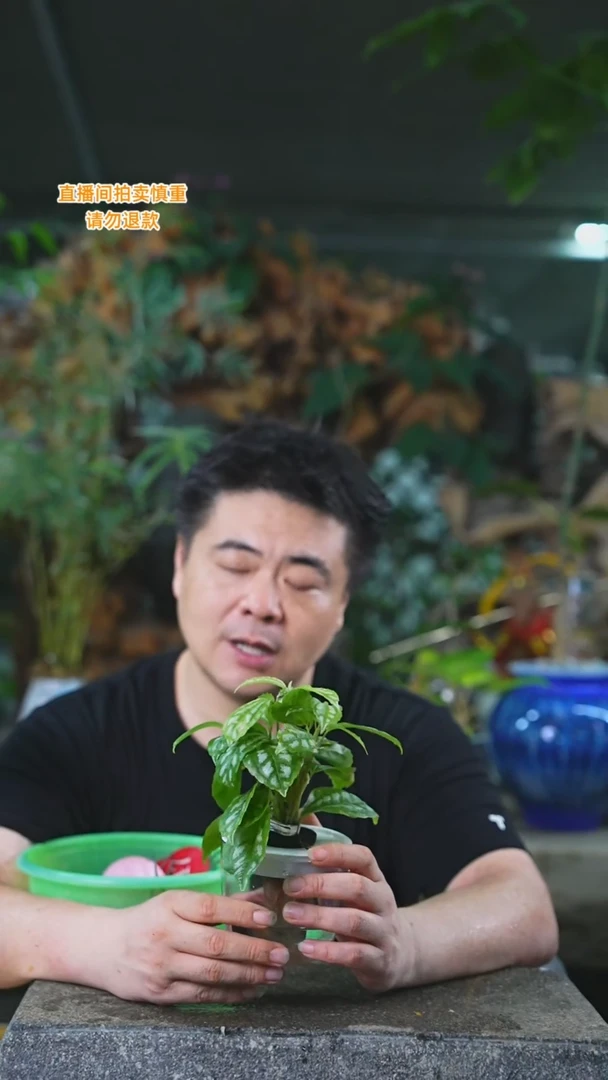 当前无花栽培后可以开花181冰水花T