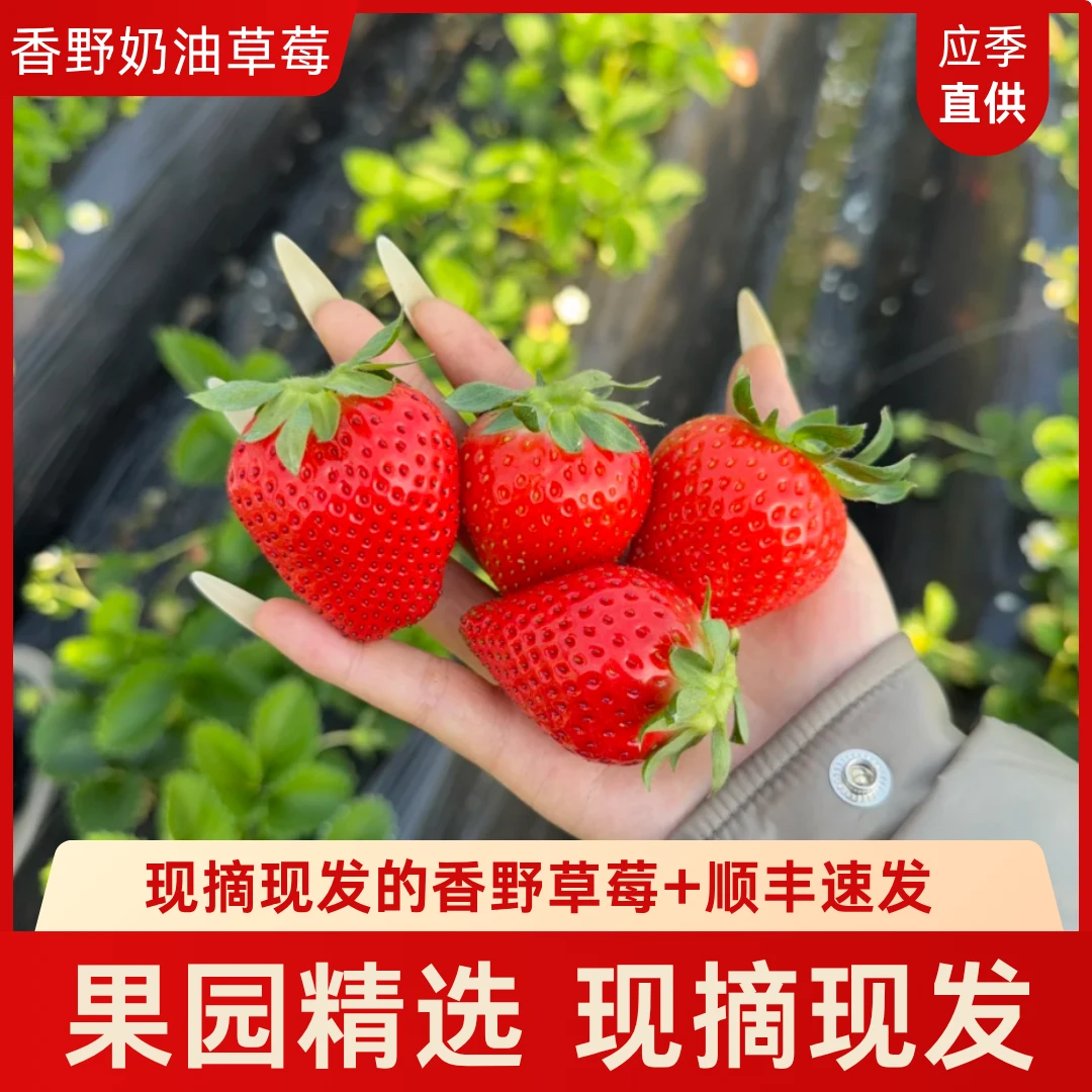 「奶油草莓」顺丰包邮正宗香野隋珠章姬牛奶草莓红颜现摘大果礼盒装